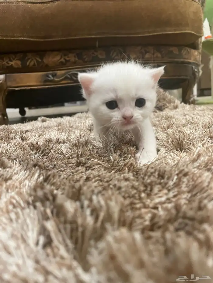 كيتن بيور بريتش 25