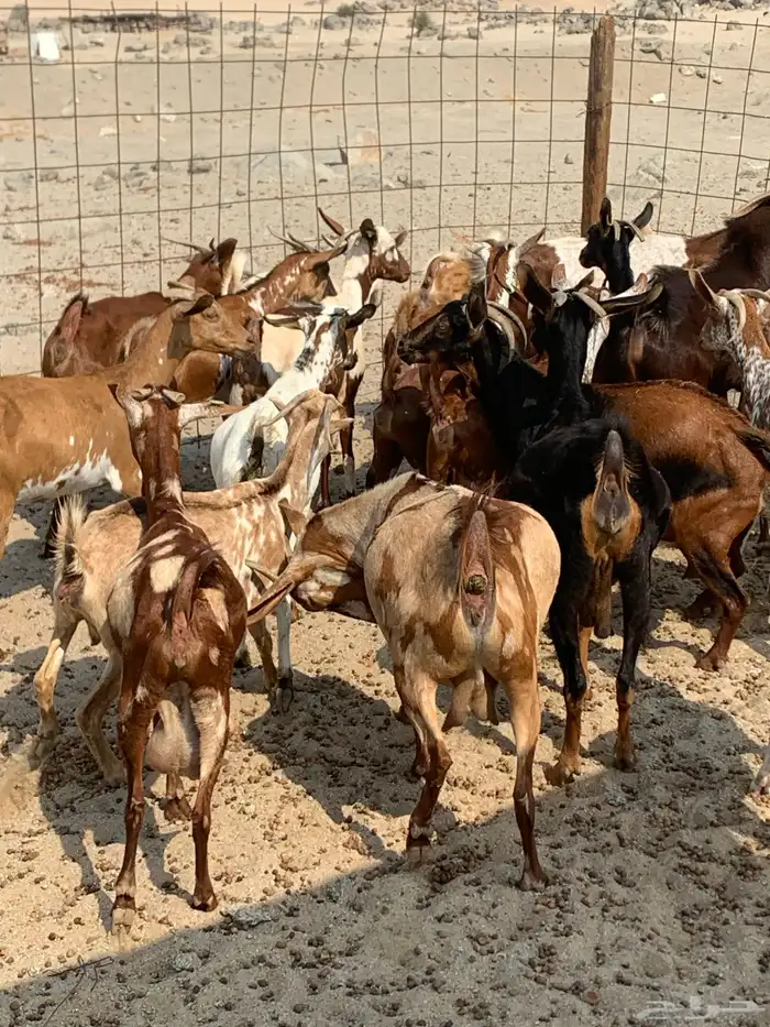 للبيع معزا جنوبيه دفيع 3