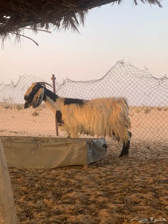 معزاء مصريات دفيع وليد حليب 5