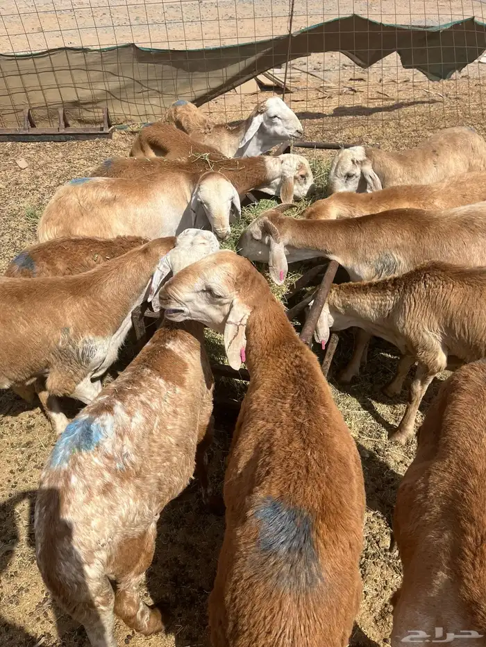 حري طليان ورخال 5