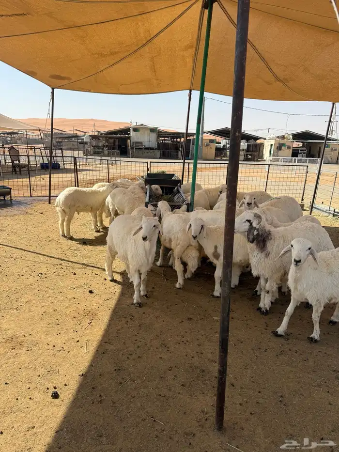 طليان حرية جبر وسط لباني 17