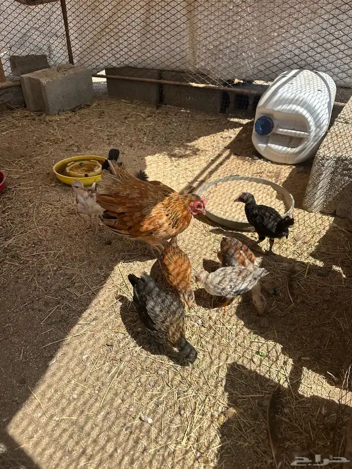 دجاجة بلدي مفرخه 0
