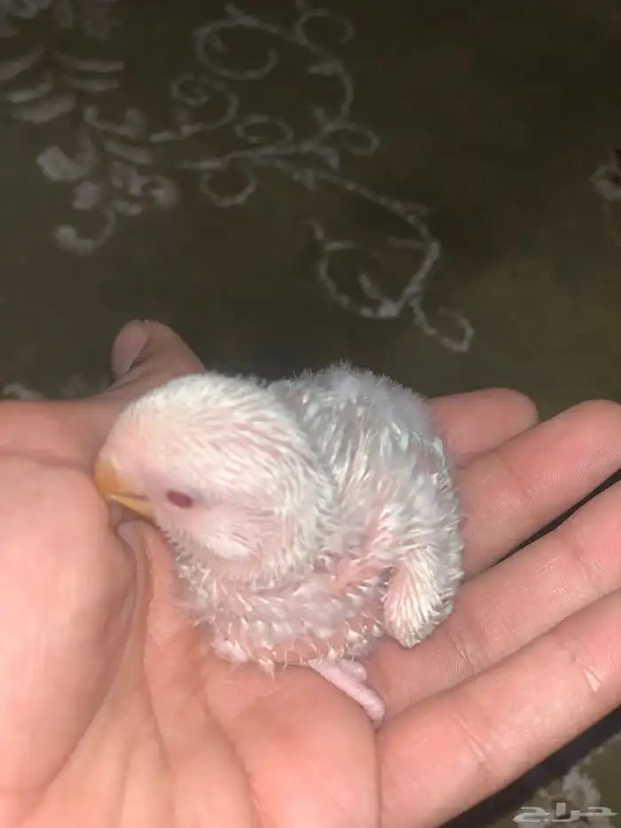 تم البيع فرخ روز البينو 0