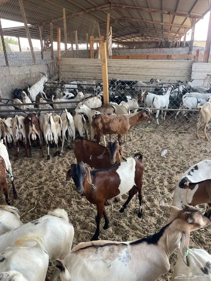 تيوس جذعان ذبايح 2