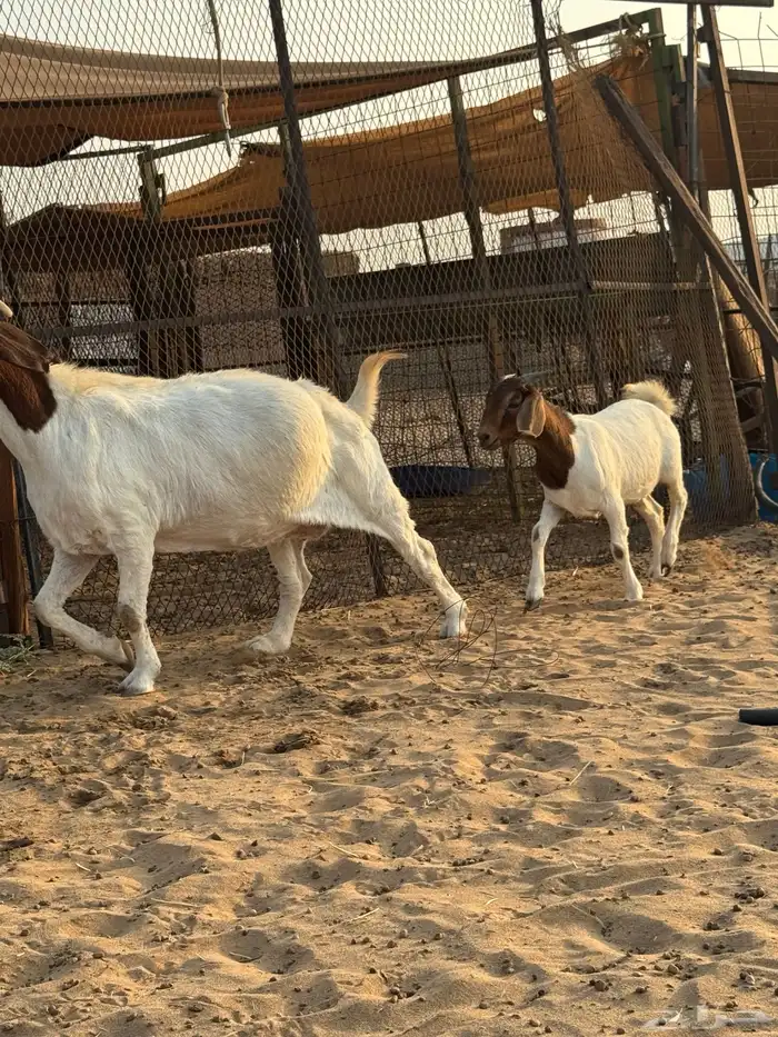 عنز بورقوت دم صافي متبع بجفره عمرها 4 شهور تقريبا 0