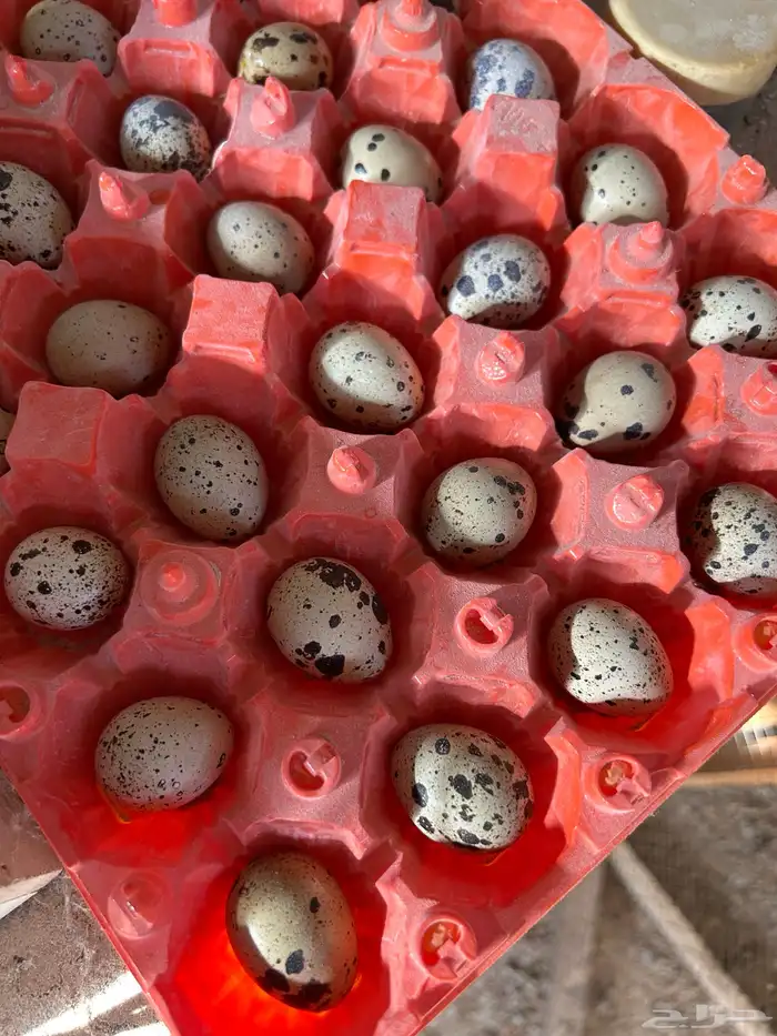 بيض سمان تكساس تم البيع تم البيع 1