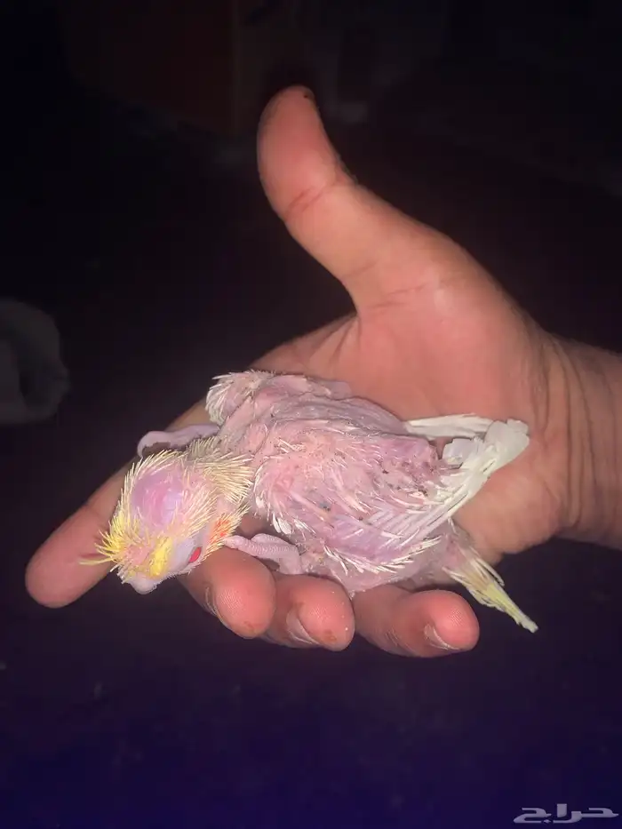 فروخ كروان 3