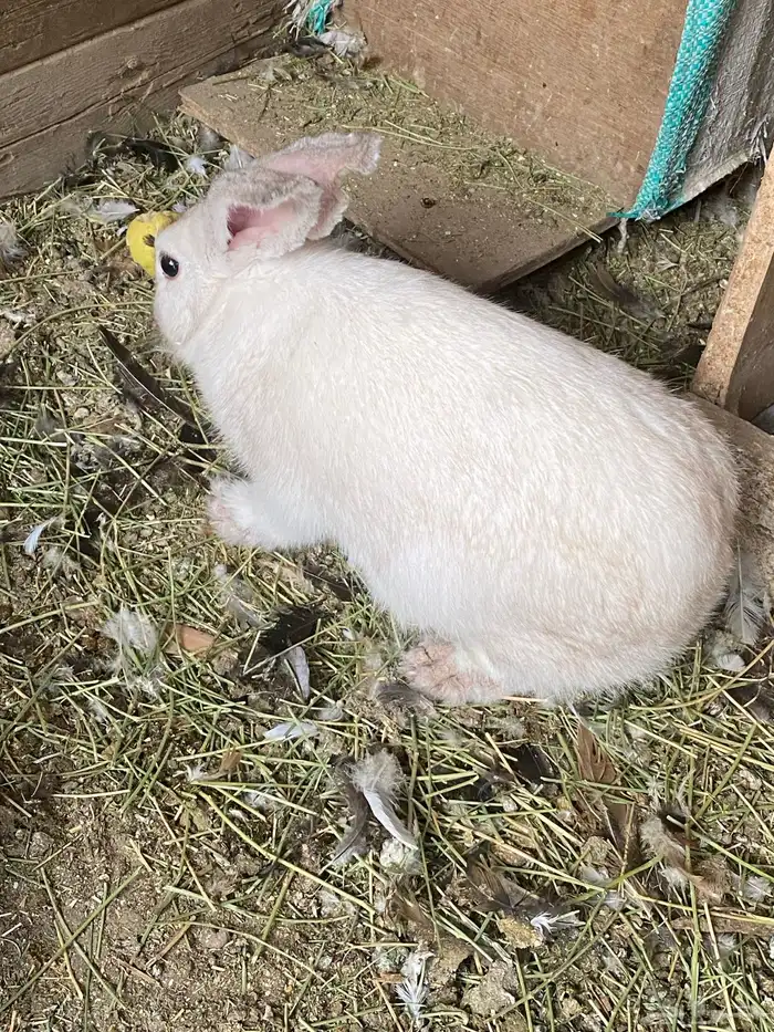 ارنبه للبيع 0