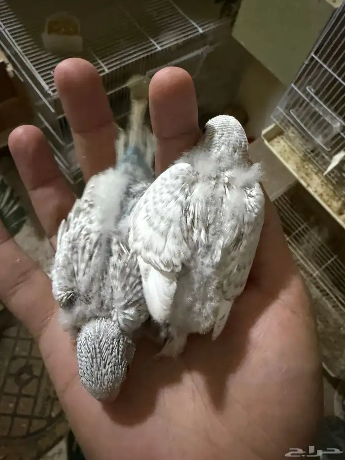 فروخ بادجي 6