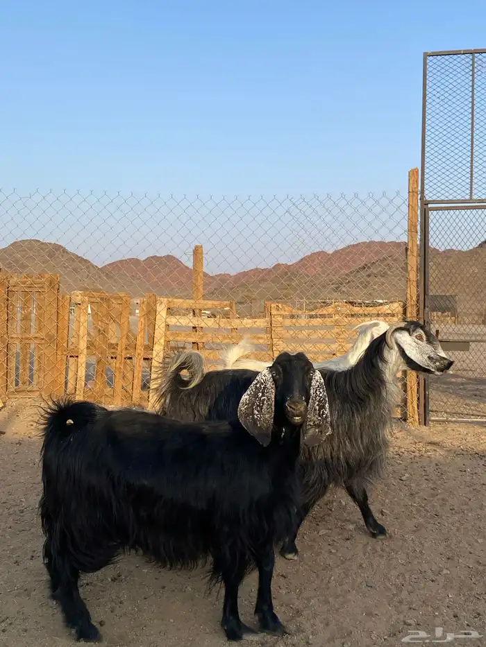 معزا مضاريع(تم البيع ) 4