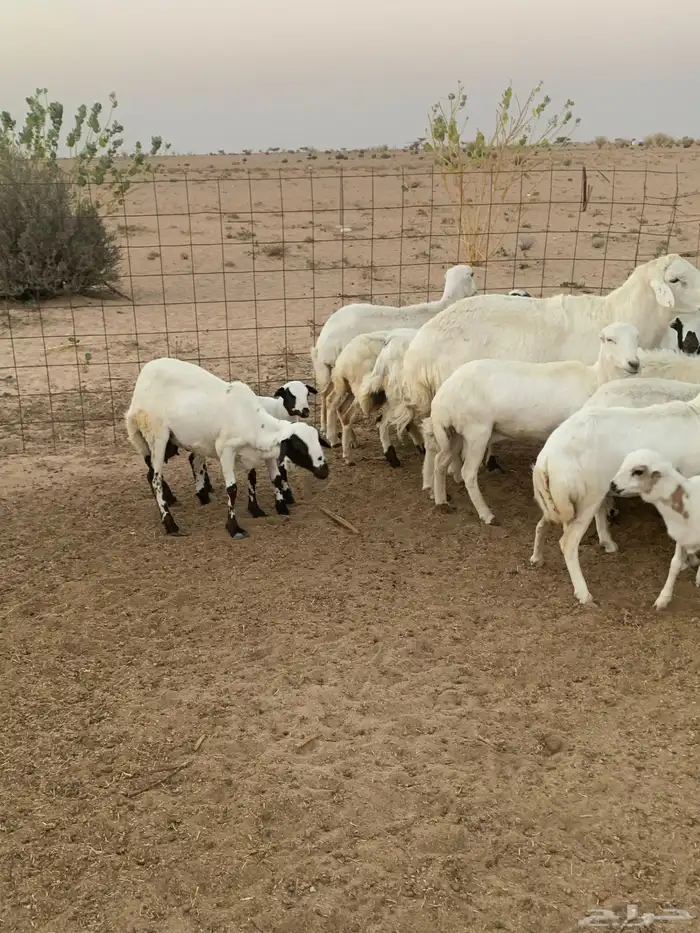 غنم رفيدي مهجن بحري 5