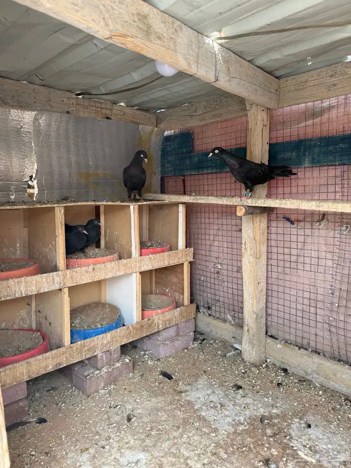 زوج سهران بوري اسود 0