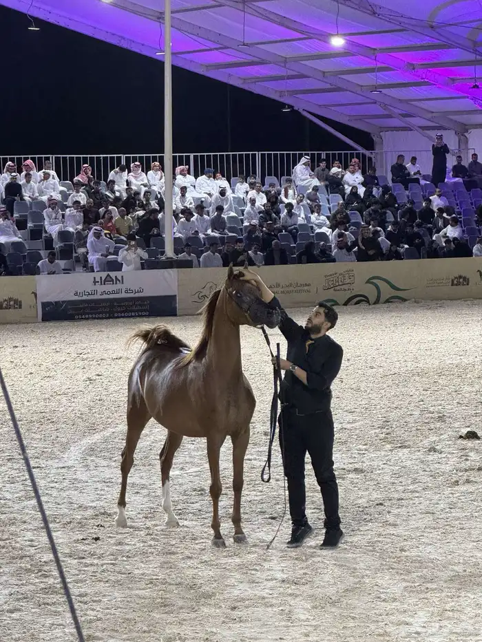 فرس مكس جمال لقاح ثقيل تم البيع 0