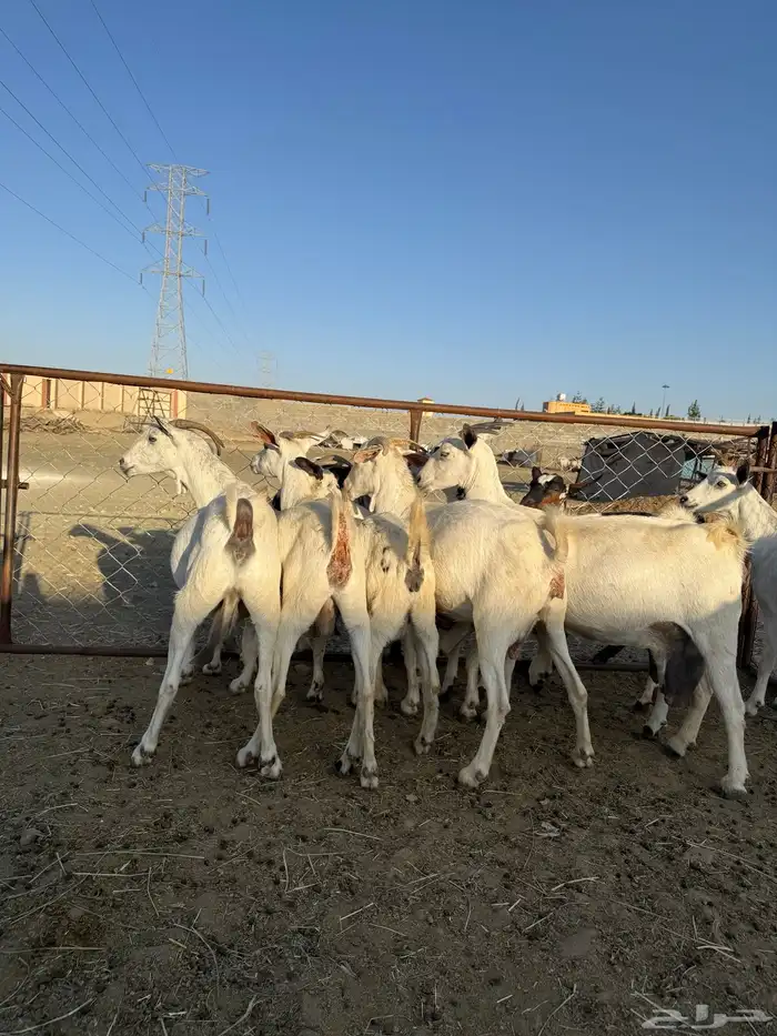 معزا دفع قريبه الولاده 1
