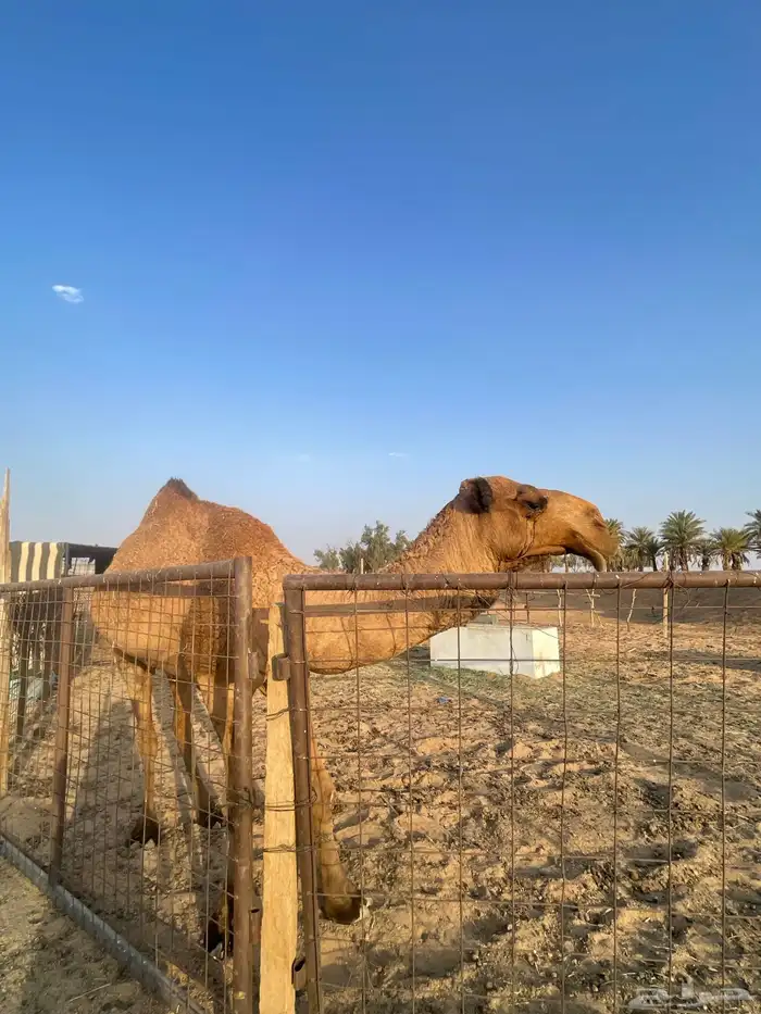 للبيع قعود جذع 3