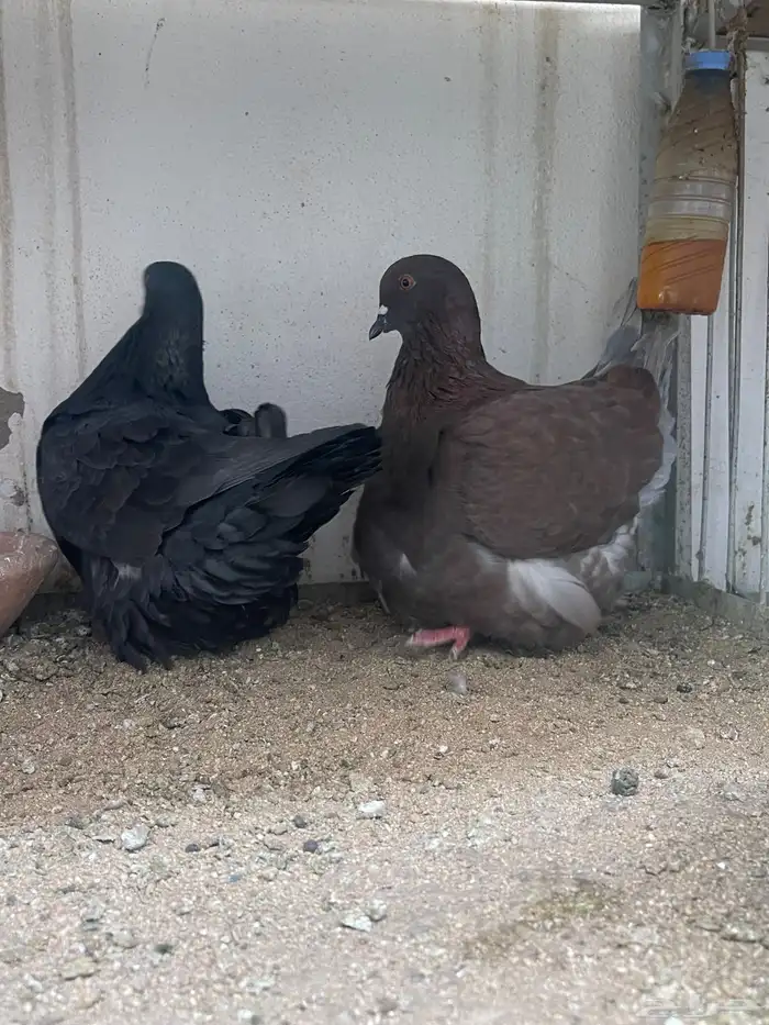 حمام فرس سوبر سوبر جامبو 8