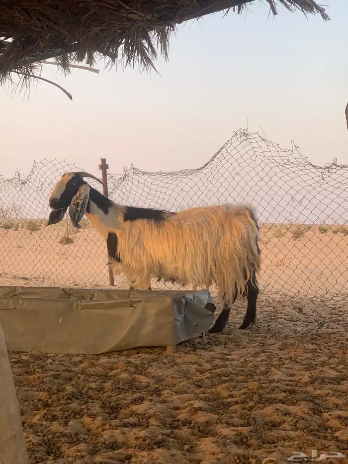 معزاء مصريات دفيع وليد حليب 0