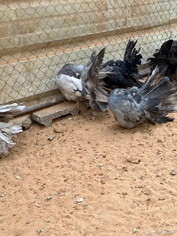 رقاصي هولندي منتج 6