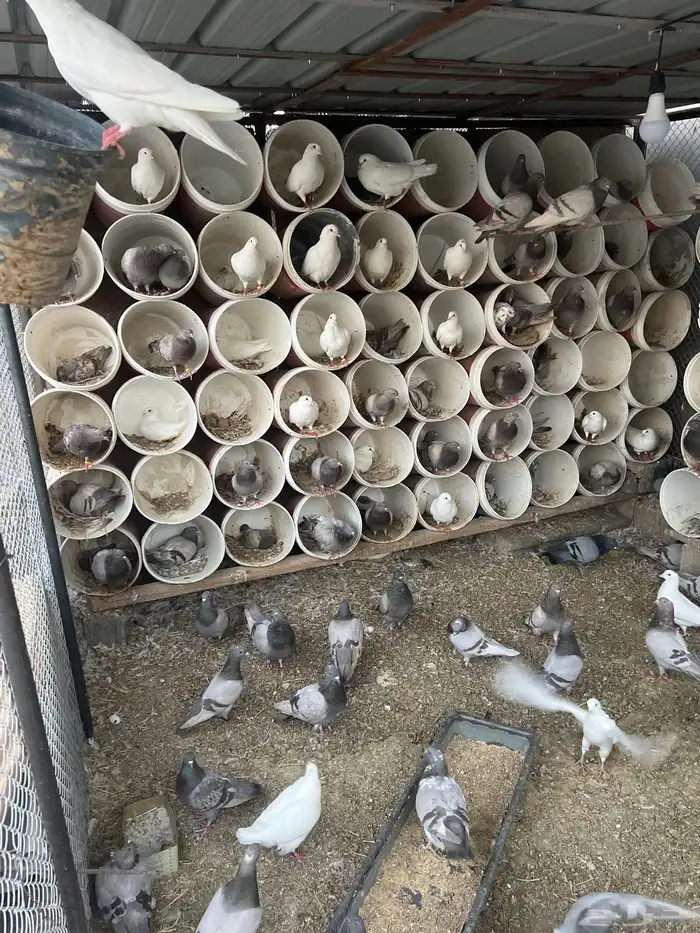 حمام فرنسي 0