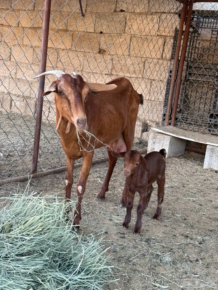 عنز ثنية تحتها تيس 1