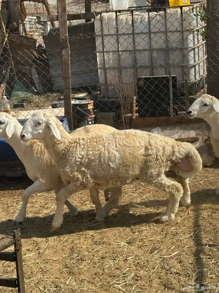الوسام للذبايح الحري والسواكن 14