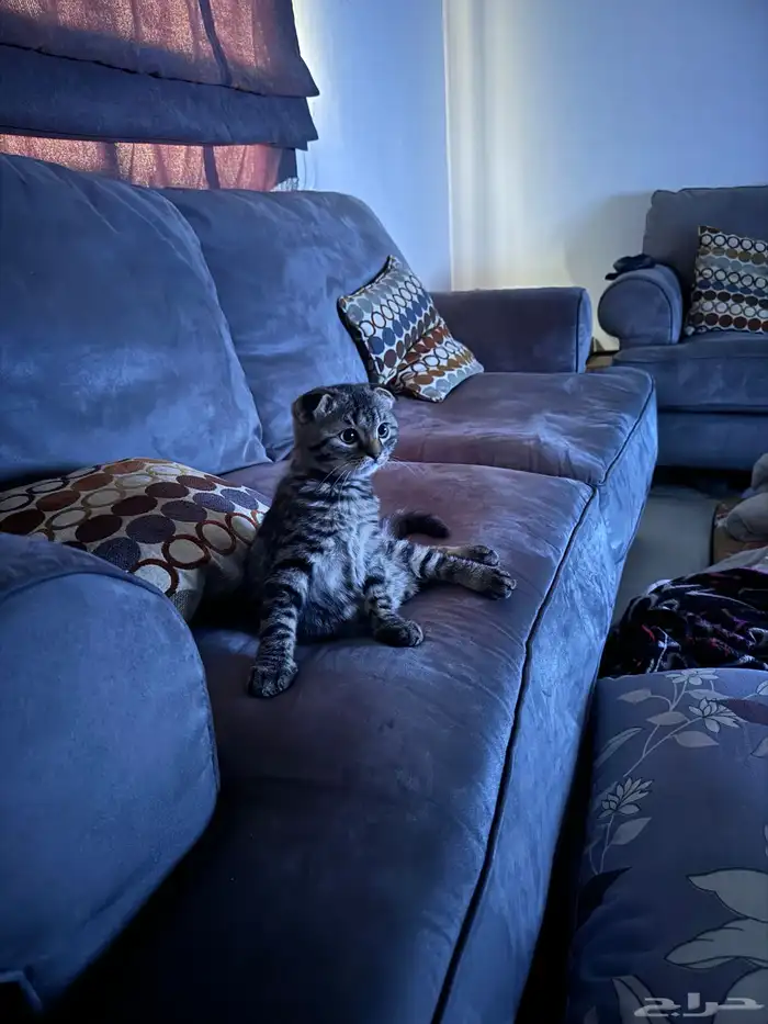 قط فصيله سكوتش فولد 4 شهور مطعم وعنده كرت 3