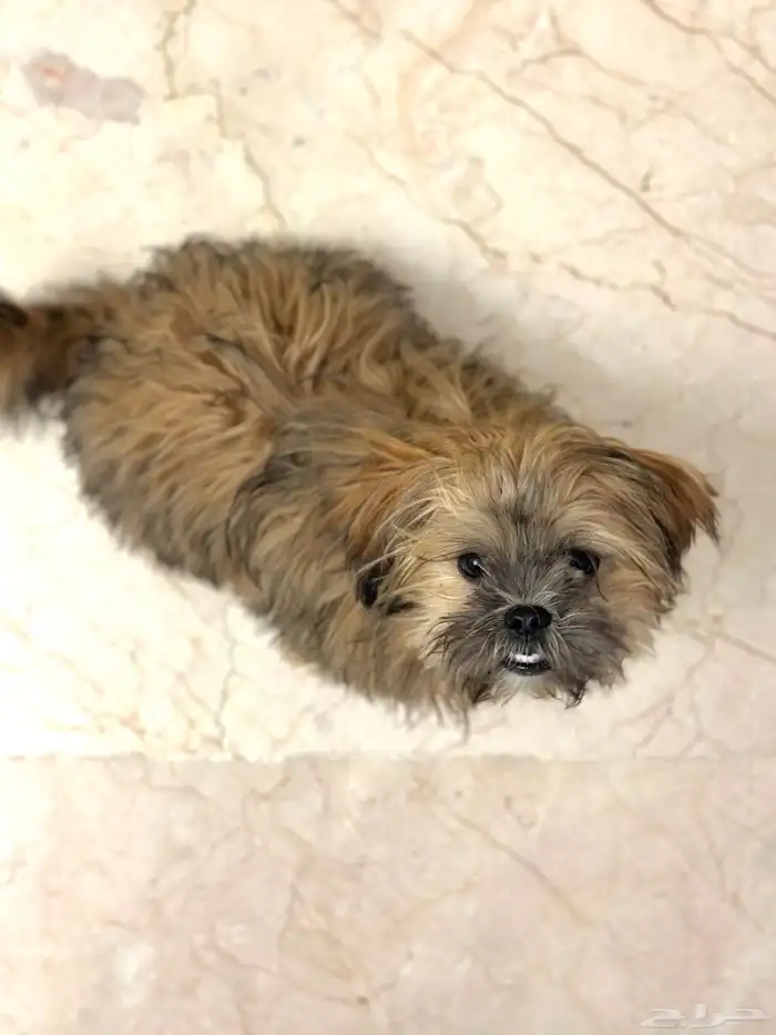 جراء شيتزو للبيع puppies for sale 4