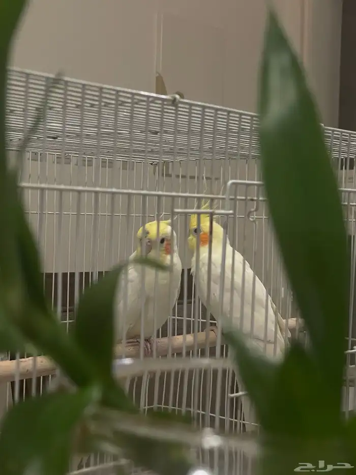 طير واحد فقط بأدواته كاملة 9