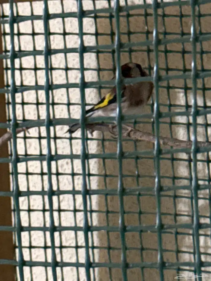 ذكر حسون شرط تغريد للبيع 1