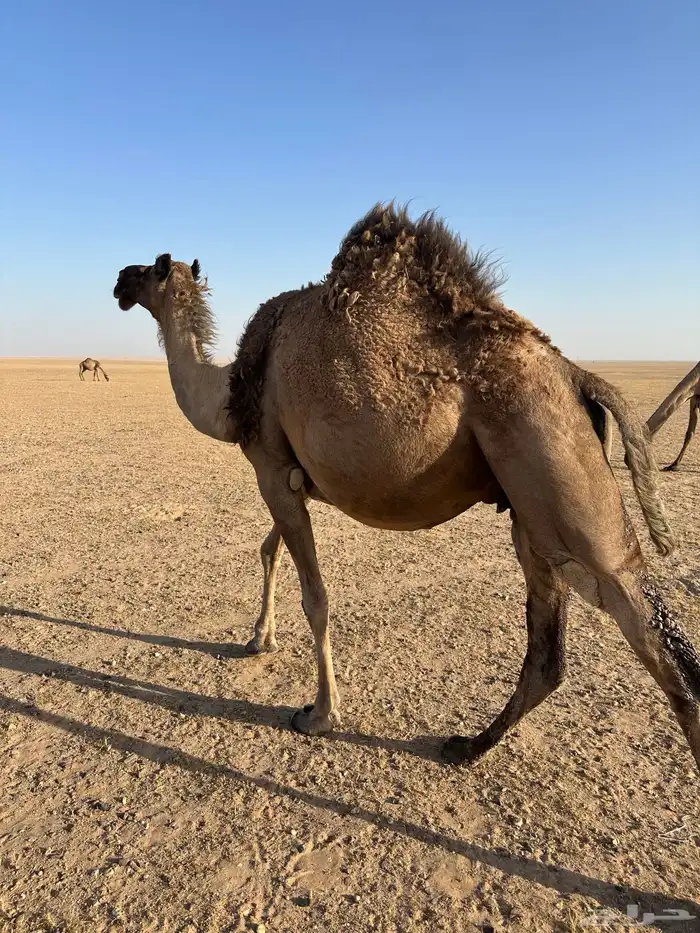 البيع القحه الها بلقاح 10شهور الموقع الذيبيه شبك مشعل 0
