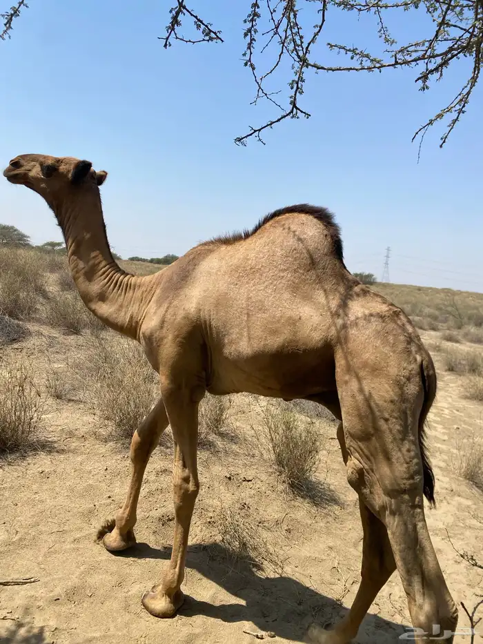 اثنين قعدان اوارك اعمارهم 8 اشهر 8