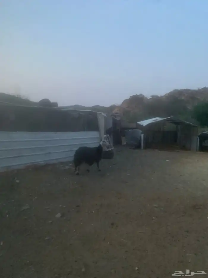 شاة نجديه دافع 2