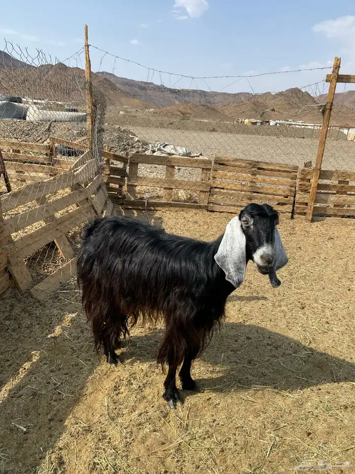 عنز عارضيه دافع لها 3شهور شرط فحص سونار 2
