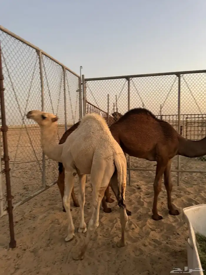 قعدان 17