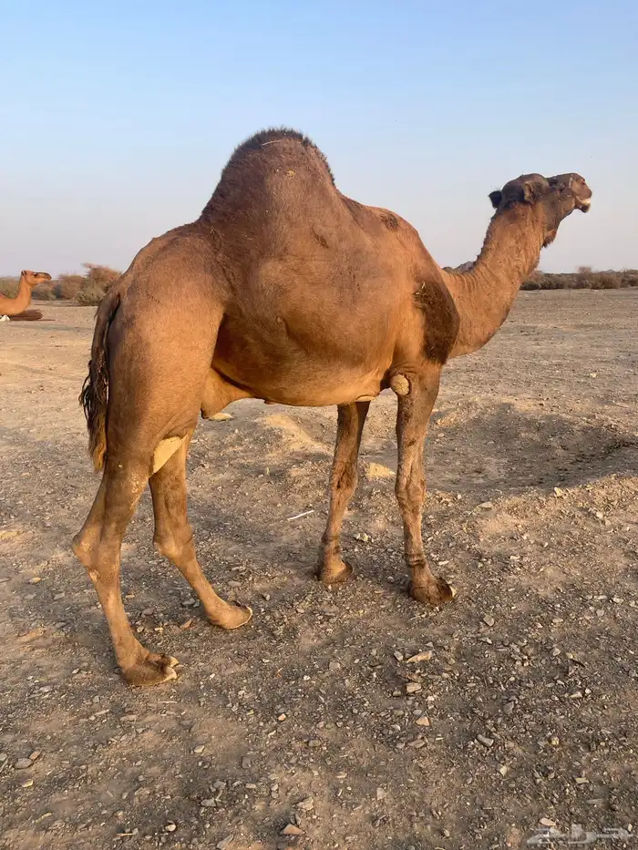 جمل احمر ادهم 0