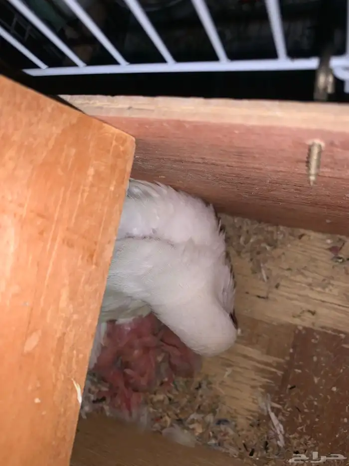 طيور اجواز منتجه فروخ روز 2