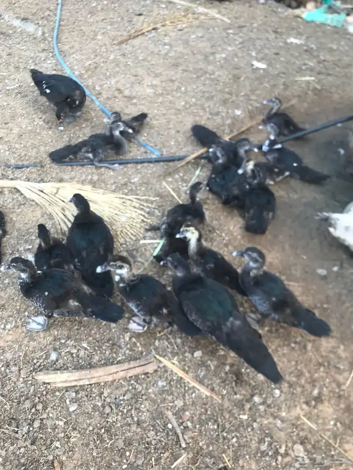 بط سوداني للبيع 0