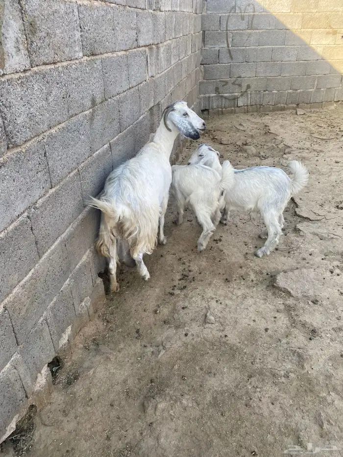 للبيع عنز خلفا تحتها جفرتين 3