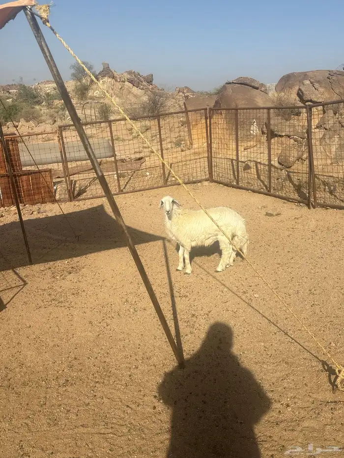 طلي ذبيحه سمين تم البيع 0