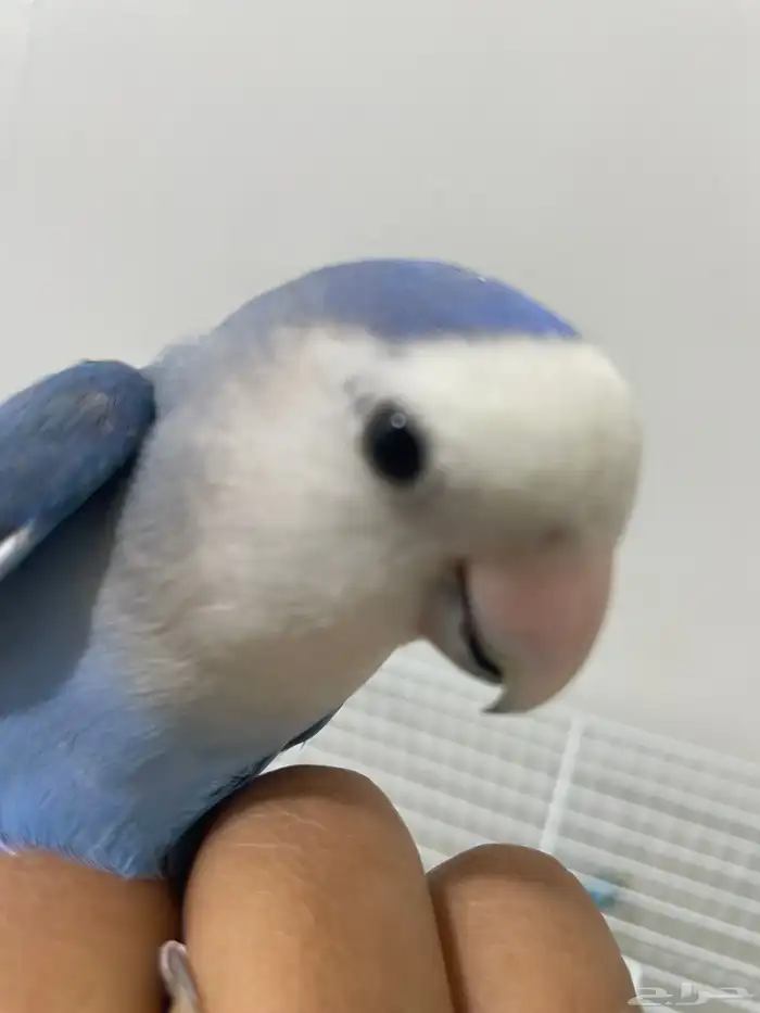 روز 3