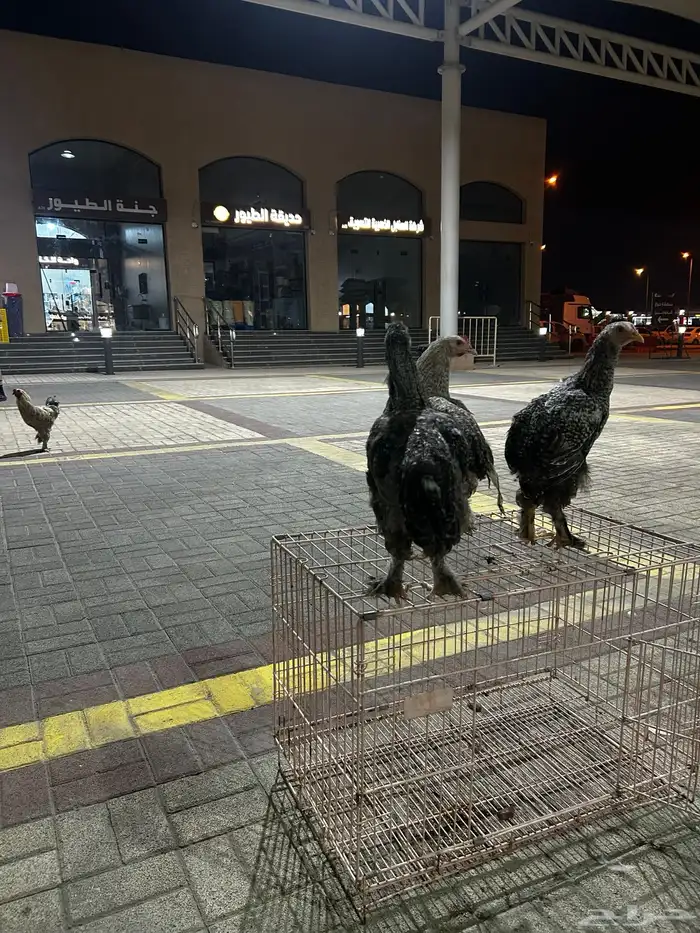دجاج براهما طقم 4
