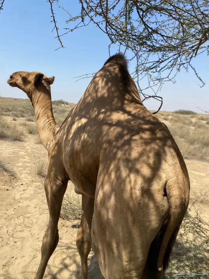 اثنين قعدان اوارك اعمارهم 8 اشهر 7