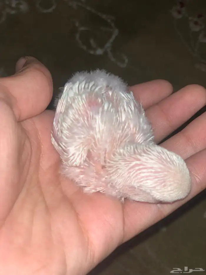 تم البيع فرخ روز البينو 4