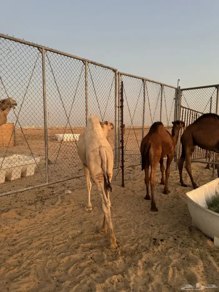 قعدان 20