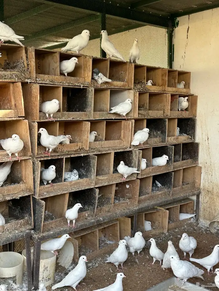 حمام مصري منتج تقريبا  40 جوز 1