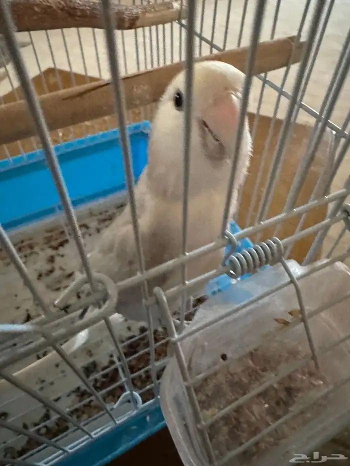 عصفور روز 0