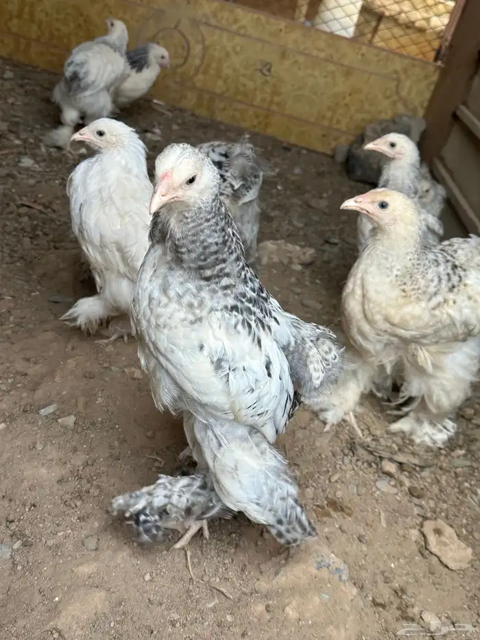 صوص براهما كولمبي 2