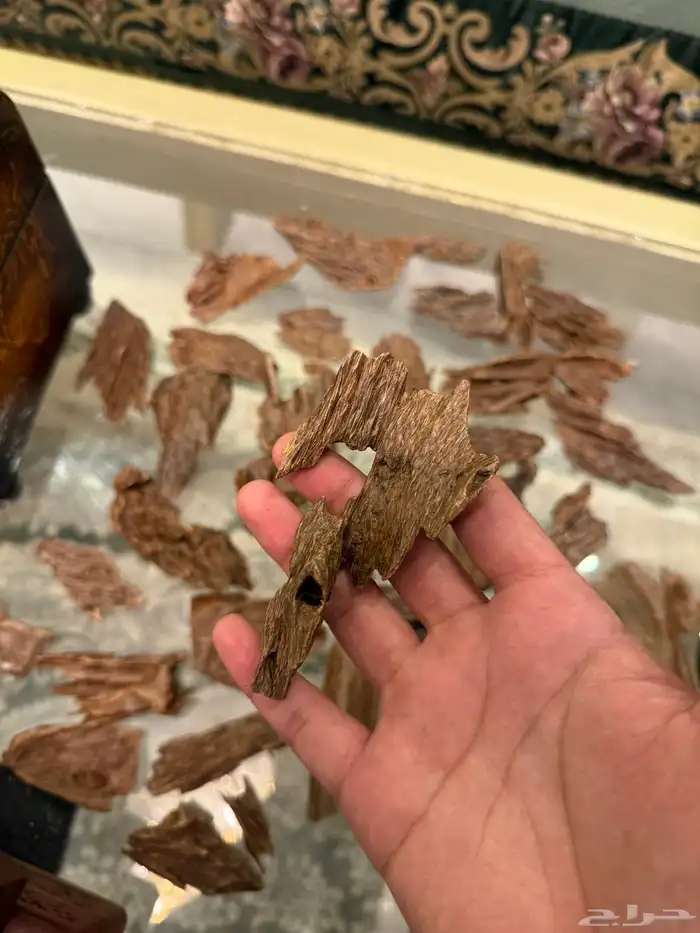 عود كمبودي مشروط 4
