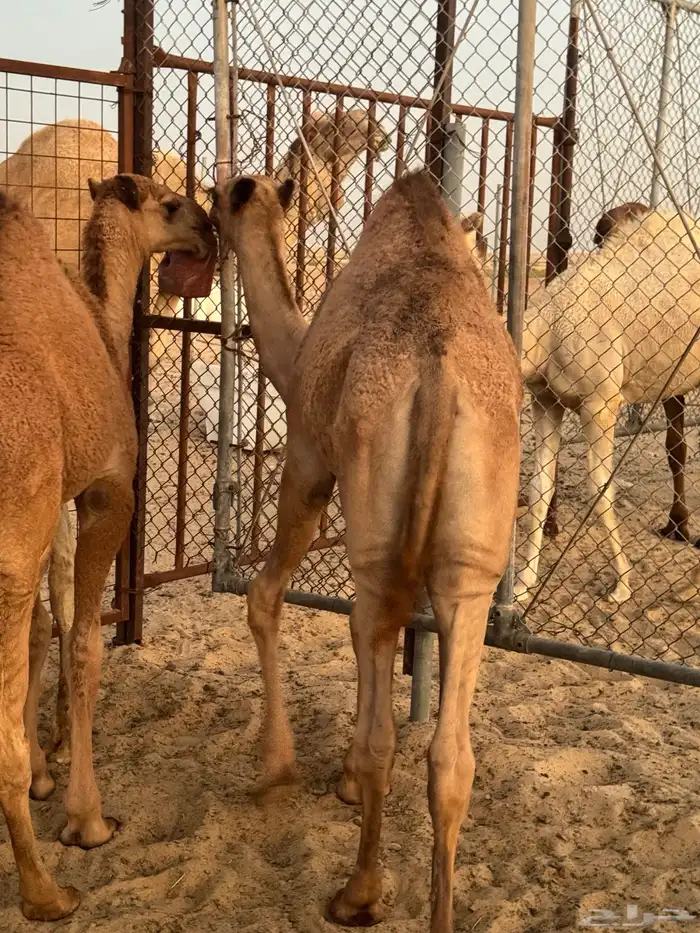 قعدان 7