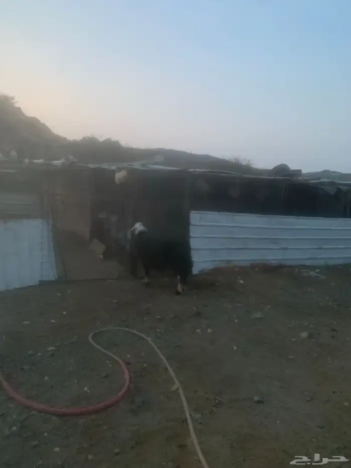 شاة نجديه دافع 4